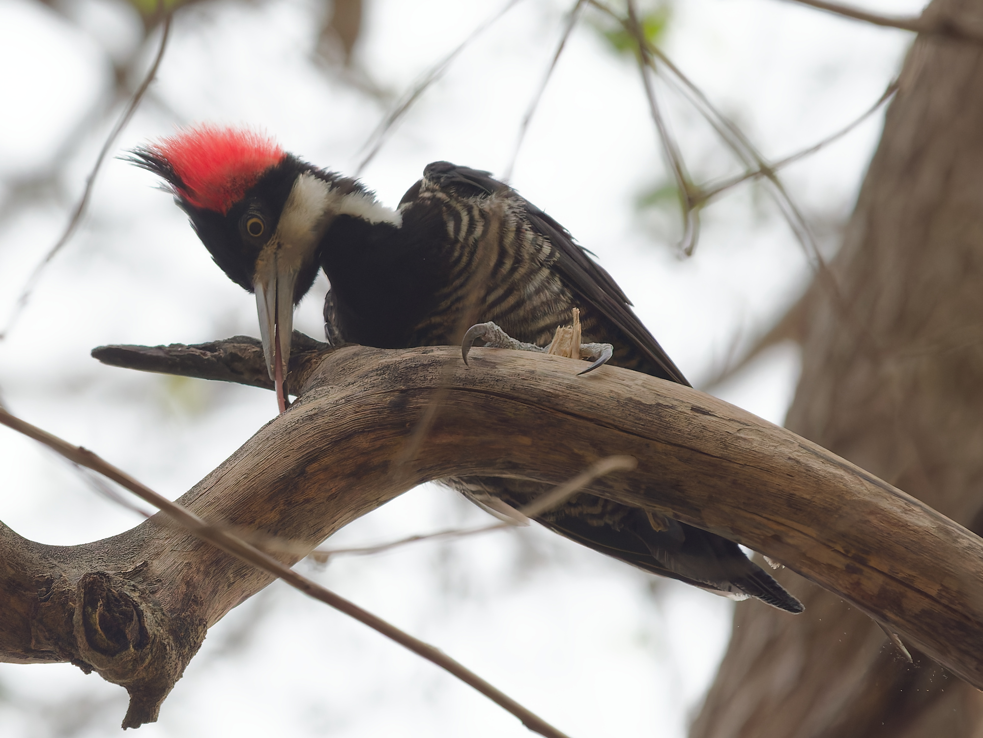 Click to open Dag 11: Meer vogels bij de Aymara Lodge